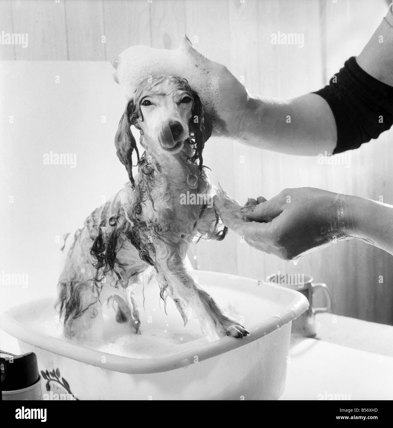 Barboncino posseduti da Miss Marilyn Willis visto qui come ottenere il completo trattamento di bellezza, shampoo e manicure presso il locale salone di bellezza. Gennaio 1975 75-00353-003 Foto Stock