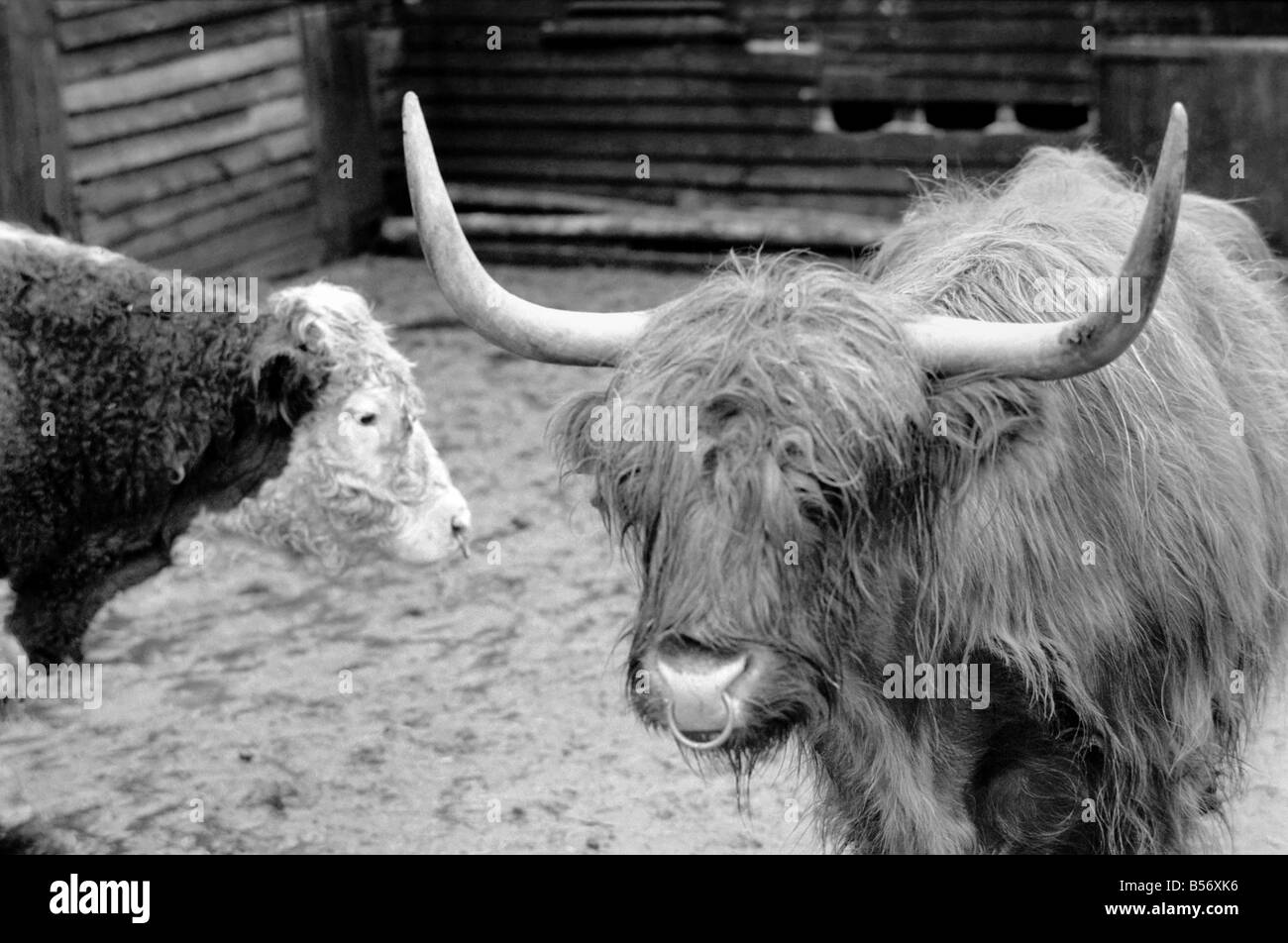 Un imprenditore stanco di escursionisti e ramblers disturbando il suo bestiame e trepassing ha deciso di adattare una vecchia idea. Questo bull è un falso, un bovino spaventapasseri per spaventare ramblers che allontanino dal piede percorsi che criss cross la sua fattoria. Bob aziende real bull controlla la concorrenza. Febbraio 1975 75-00840-002 Foto Stock