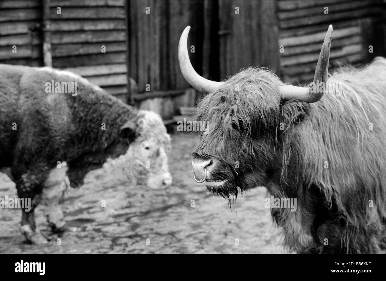 Un imprenditore stanco di escursionisti e ramblers disturbando il suo bestiame e trepassing ha deciso di adattare una vecchia idea. Questo bull è un falso, un bovino spaventapasseri per spaventare ramblers che allontanino dal piede percorsi che criss cross la sua fattoria. Bob aziende real bull controlla la concorrenza. Febbraio 1975 75-00840-003 Foto Stock