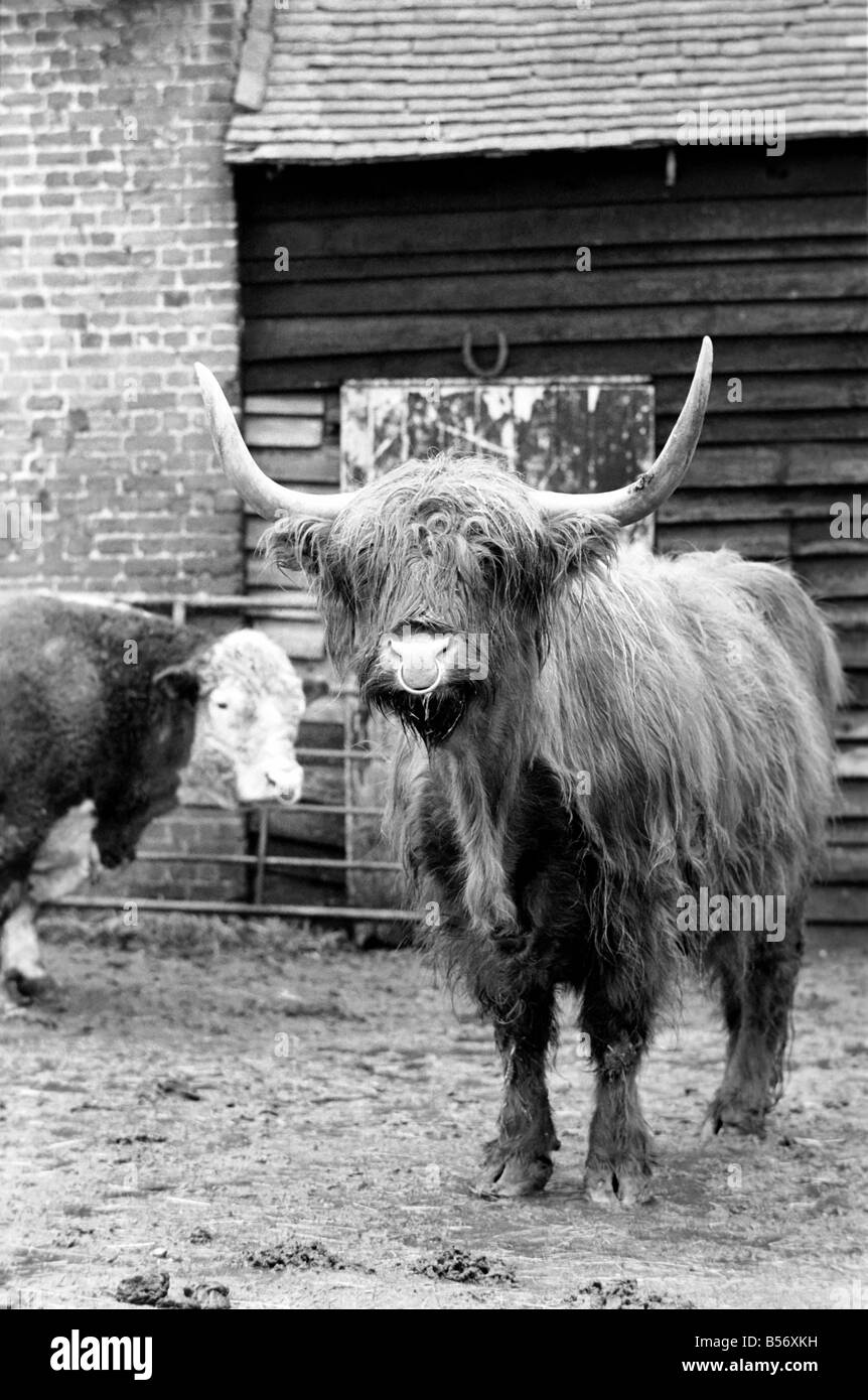 Un imprenditore stanco di escursionisti e ramblers disturbando il suo bestiame e trepassing ha deciso di adattare una vecchia idea. Questo bull è un falso, un bovino spaventapasseri per spaventare ramblers che allontanino dal piede percorsi che criss cross la sua fattoria. Bob aziende real bull controlla la concorrenza. Febbraio 1975 75-00840-004 Foto Stock