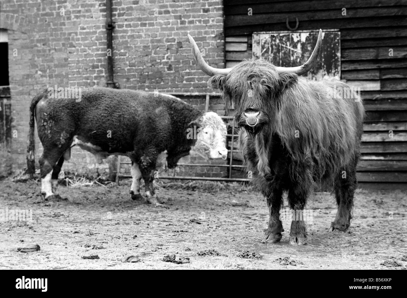 Un imprenditore stanco di escursionisti e ramblers disturbando il suo bestiame e trepassing ha deciso di adattare una vecchia idea. Questo bull è un falso, un bovino spaventapasseri per spaventare ramblers che allontanino dal piede percorsi che criss cross la sua fattoria. Bob aziende real bull controlla la concorrenza. Febbraio 1975 75-00840-005 Foto Stock