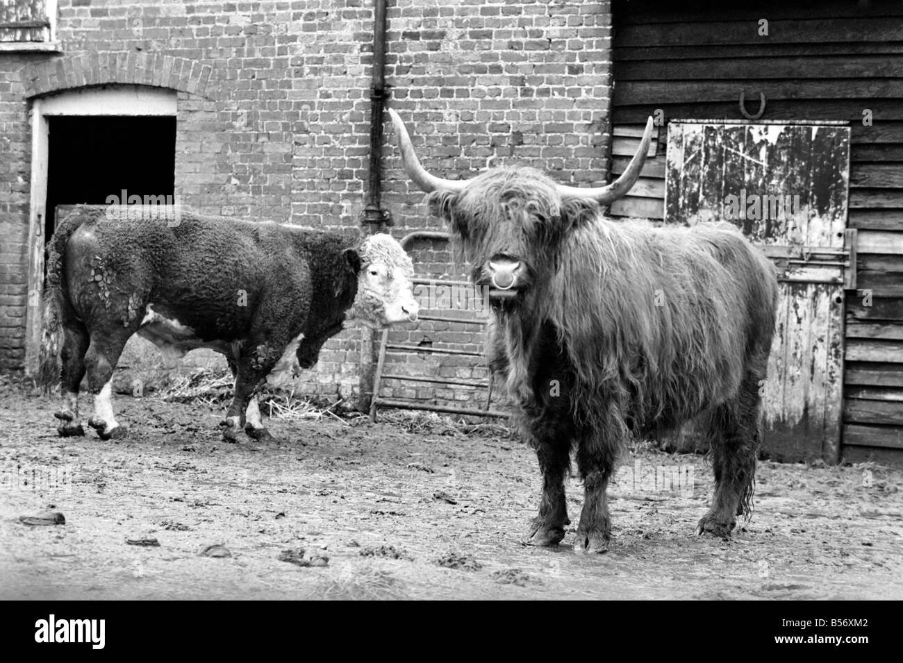 Un imprenditore stanco di escursionisti e ramblers disturbando il suo bestiame e trepassing ha deciso di adattare una vecchia idea. Questo bull è un falso, un bovino spaventapasseri per spaventare ramblers che allontanino dal piede percorsi che criss cross la sua fattoria. Bob aziende real bull controlla la concorrenza. Febbraio 1975 75-00840-005 Foto Stock