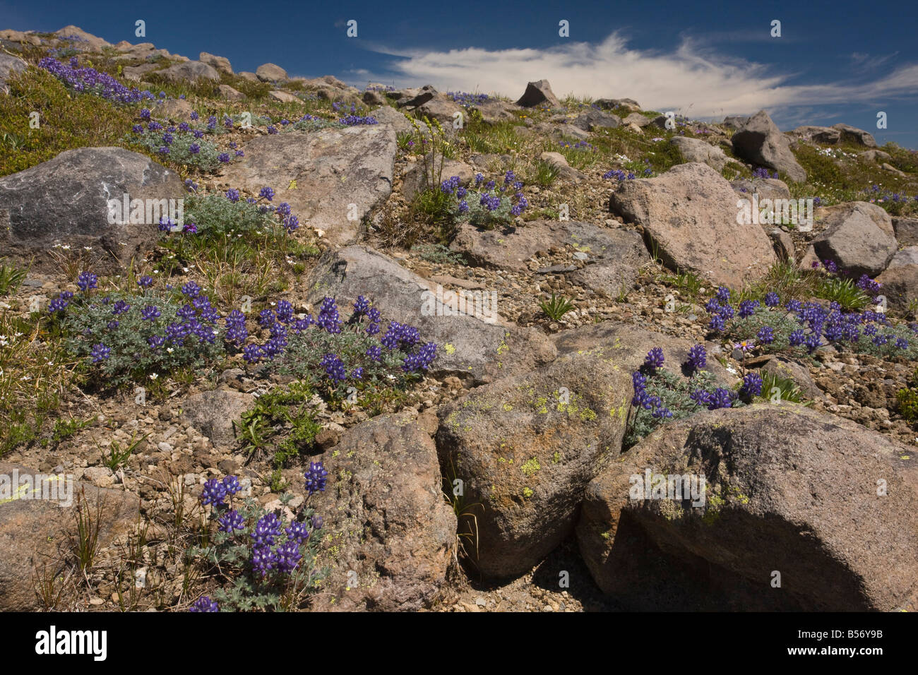 Alta altitudine tundra dominato da dwarf lupini di Lupinus lepidus Lupinus lyalii a 67000 ft su Mount Rainier Cascade Mountains Foto Stock