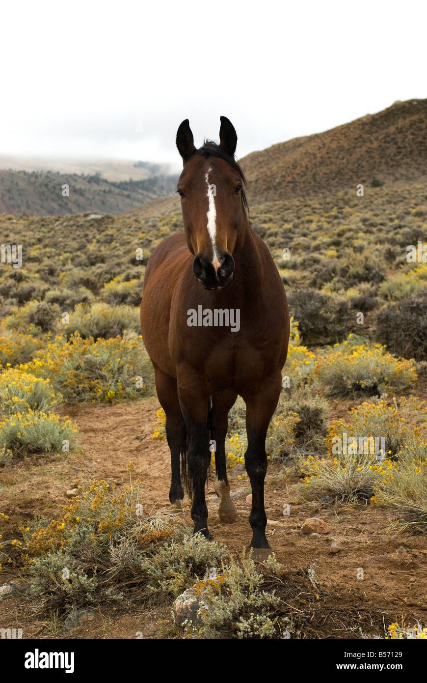 Adesivo Cavallo Tennessee Walking - Vinile Per Auto E Finestre - 12