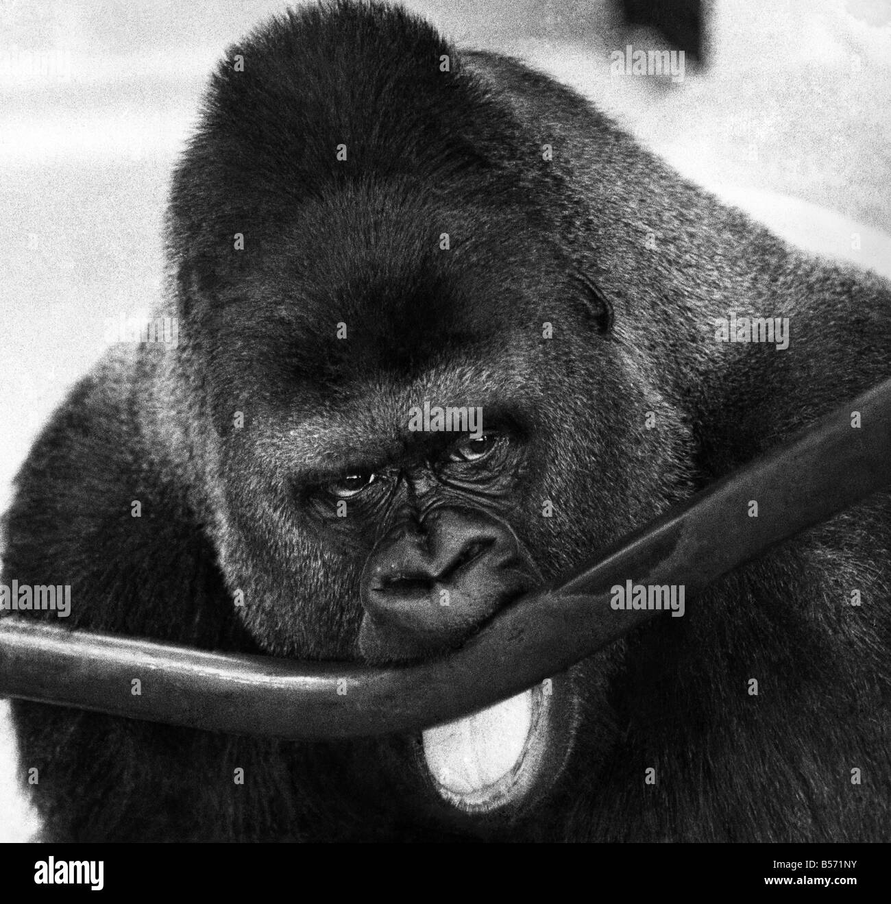 Guy il gorilla passa attraverso uno dei suoi spettacoli di forza agisce, ma non ti preoccupare le barre di ferro sono state piegate questa forma mediante un semplice ma Foto Stock