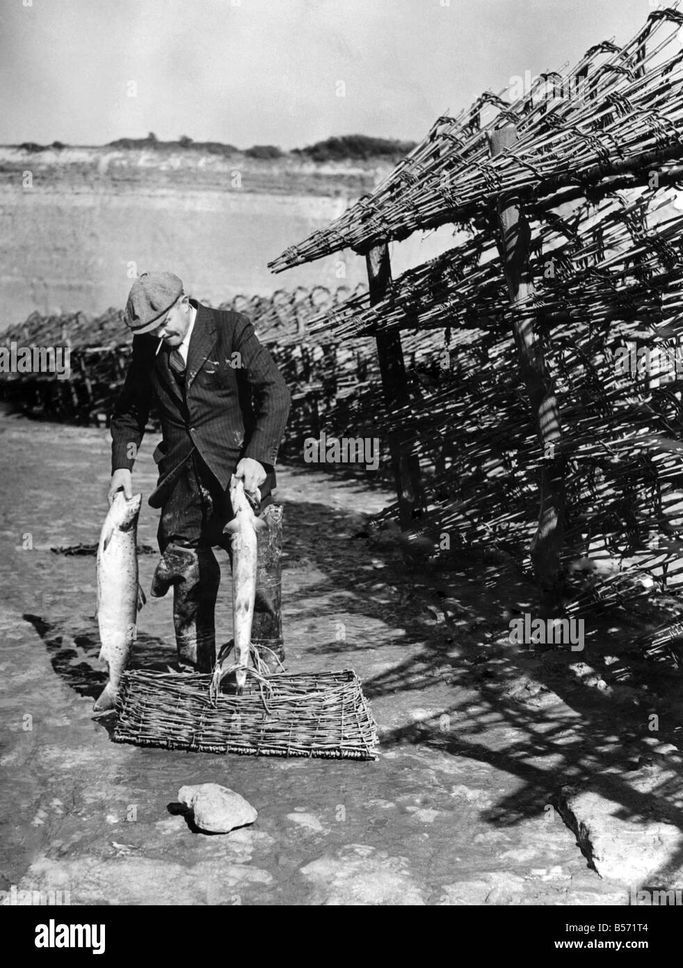 La pesca del salmone sul fiume Severn è portato su con lo stesso metodo è stato in esistenza per centinaia di anni. Putchers che somigliano a trombe realizzati in vimini, sono collocati nel fiume da centinaia e quando il salmone venire fino al fiume per deporre le uova che inserire una estremità del putcher e perché non andare indietro lottano per ottenere al di fuori del piccolo foro l'altra estremità ed eventualmente annegare stessi. Quando la marea nel fiume scorre fuori il salmone catturatori di raccogliere il salmone giacente in putchers ;Novembre 1944 ;P004149 Foto Stock