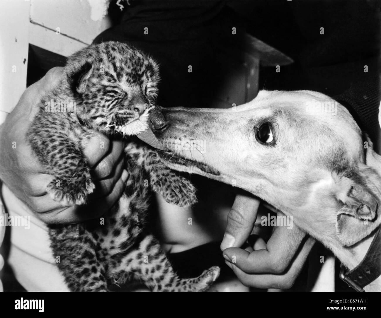 Qui egli è il nameless meraviglia del Wild Life Park. Egli è la fortuna di un po' di leopard cub, anche più fortunati a trovare un affettuosa madre adottiva in fulvo, un whippet, raffigurata con lui. Maggio 1973 P004190 Foto Stock Qui egli è il nameless meraviglia del Wild Life Park. Egli è la fortuna di un po' di leopard cub, anche più fortunati a trovare un affettuosa madre adottiva in fulvo, un whippet, raffigurata con lui. Maggio 1973 P004190 Foto Stock