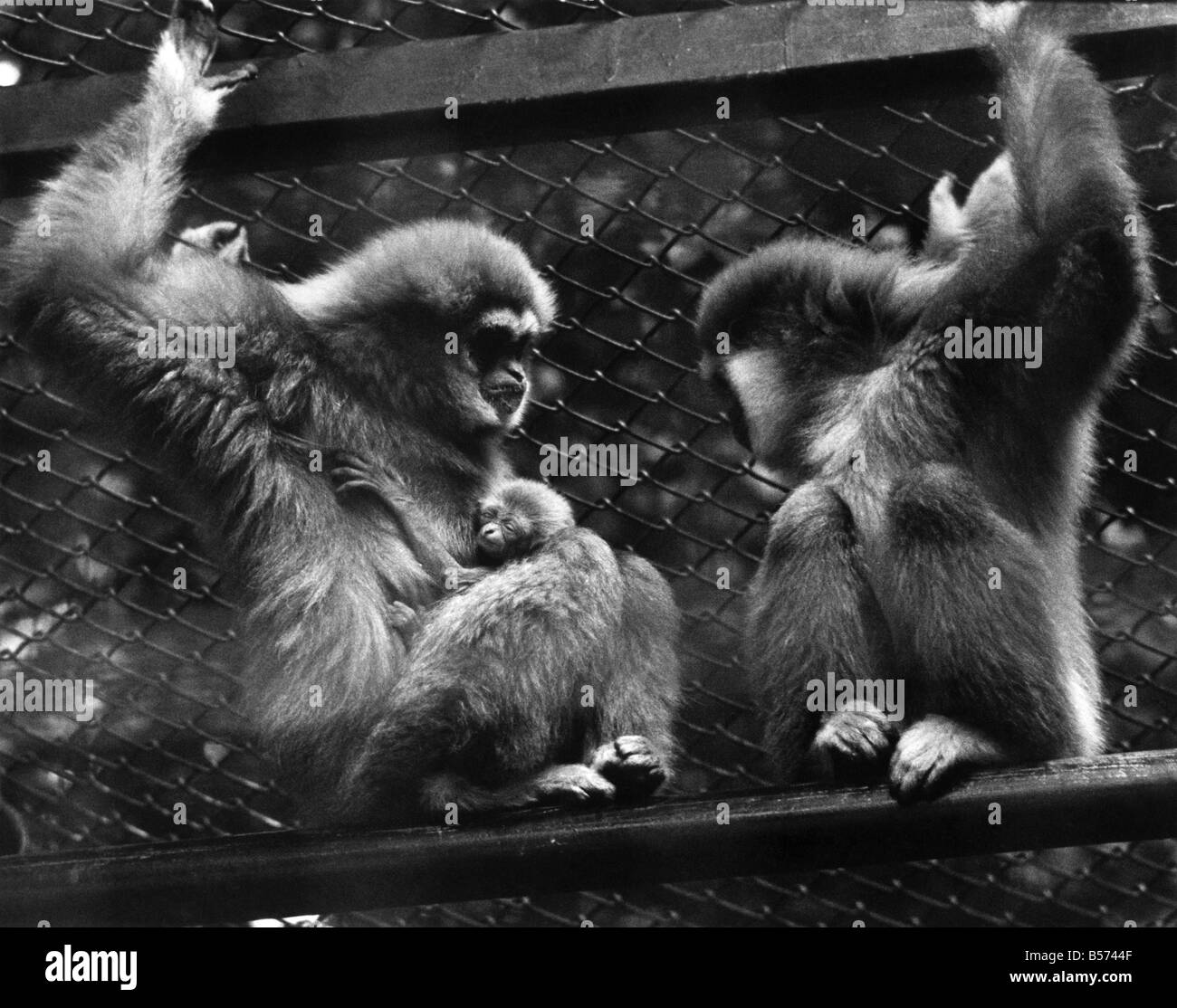 Swinging Star attrazione: il big hit presso lo Zoo di Londra appena adesso è in gibbone Enclosure. L'attrazione principale è a 3 settimane di età baby gibhon, chi è ancora aggrappati alla mamma, oscilla attraverso l'aria, con la massima facilità. In realtà si tratta di un atto trapese con una differenza. Un avviso di Zoo si legge: "Se si guarda da vicino si vede un bambino gibbone aggrappati alla sua madre". Prima di tutto è necessario recuperare il ritardo con la mamma. La telecamera a specchio oscillante con gli altri capi del pubblico è riuscito ad ottenere una peep al giovane. Per la maggior parte del tempo, quando la mamma non è un salto di circa lei tenta di nascondere il suo bambino Foto Stock