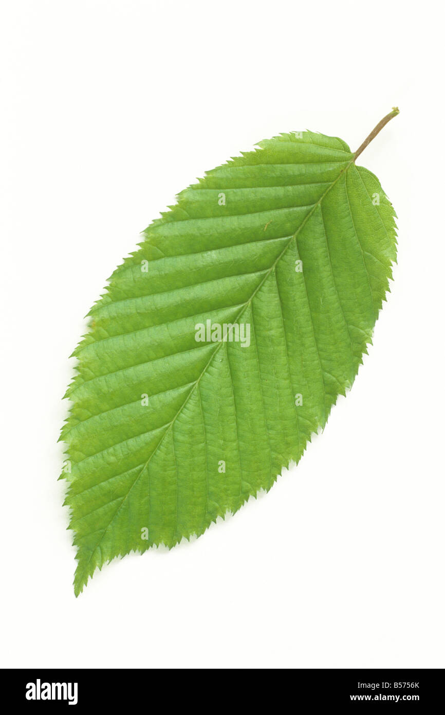 Carpino comune di Carpino europeo (Carpinus betulus), foglia, studio immagine Foto Stock