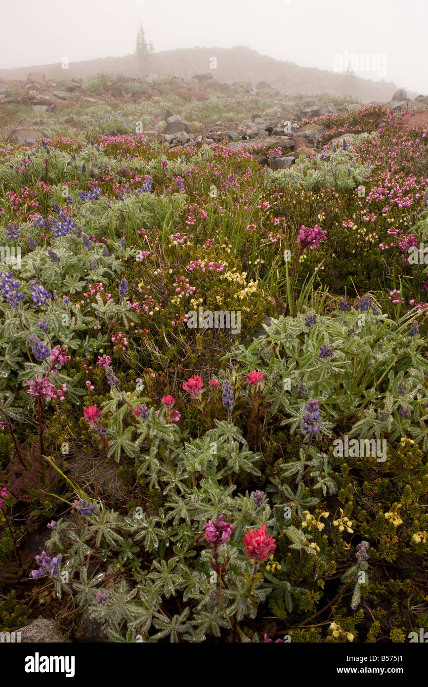 Alta altitudine tundra con dwarf lupini rosso magenta heather pennello etc nella nebbia sul Monte Rainier Cascade Mountains Foto Stock