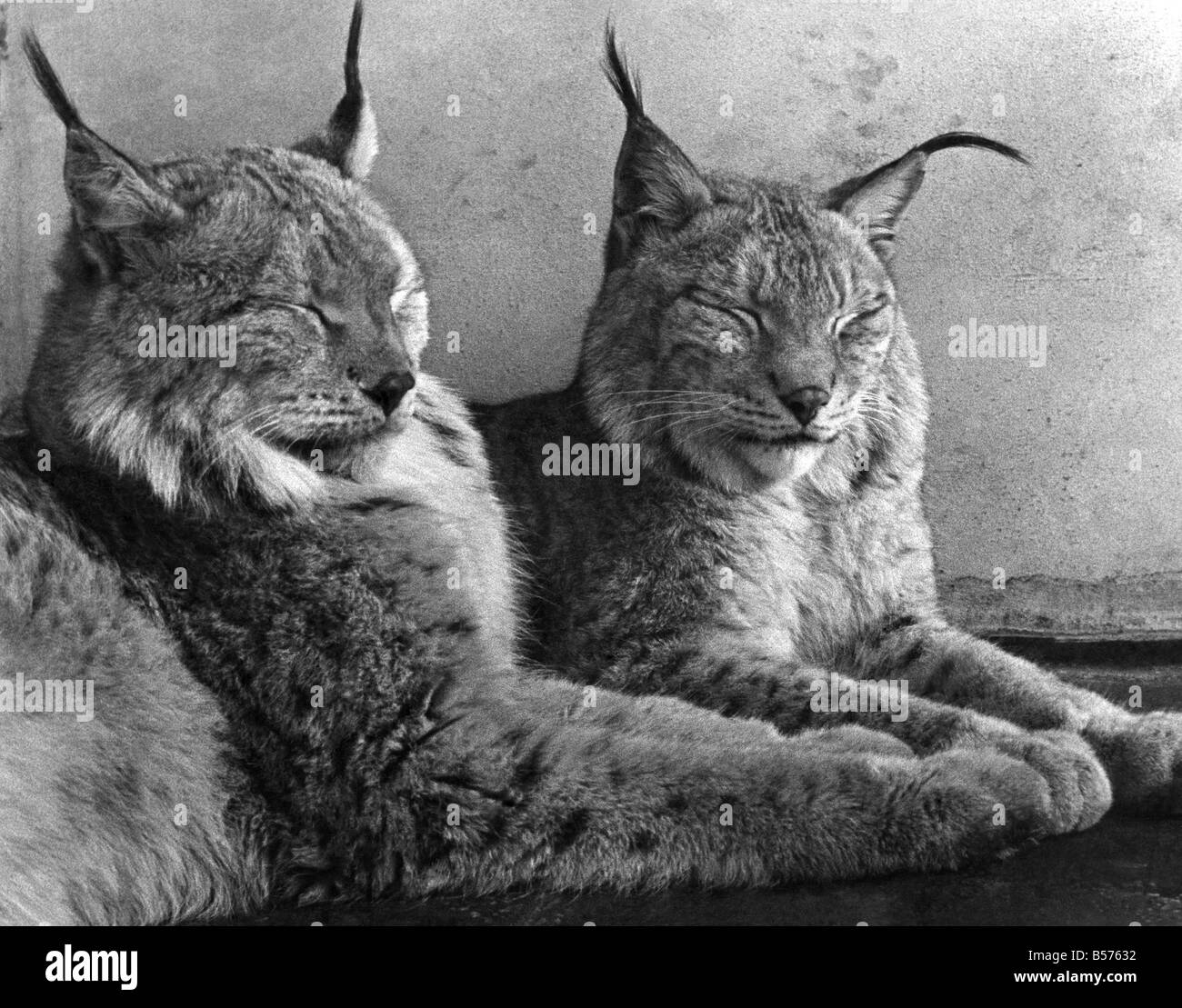 Lo Zoo di Londra. La posa del mezzodì sun. Una bella coppia di Northern Lynx abviously effettuata dall'improvviso caldo incantesimo. Aprile 1939 Foto Stock