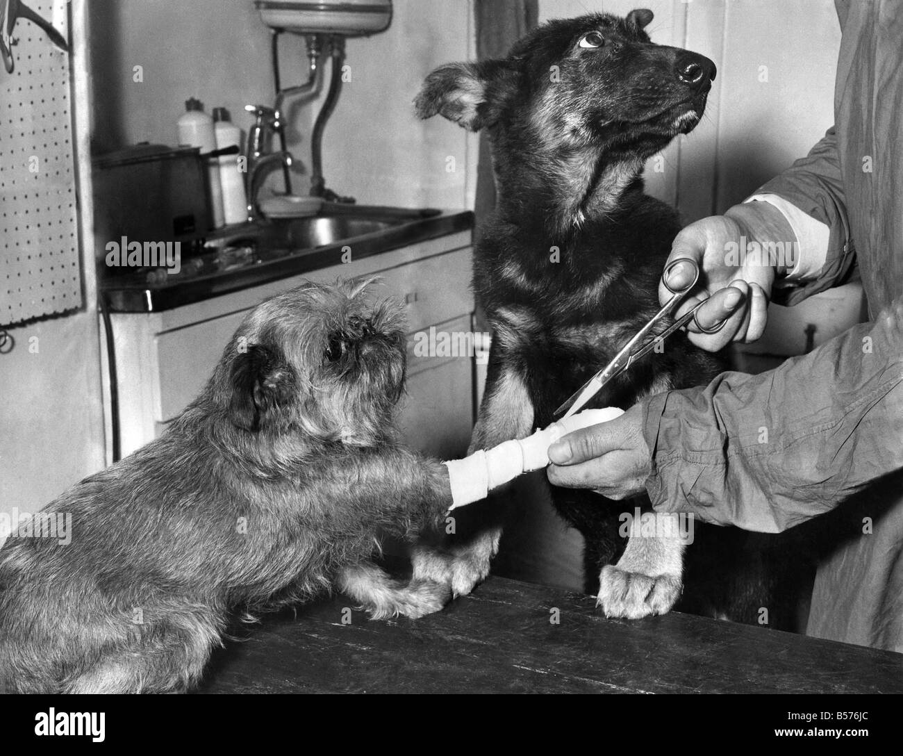 Sei anni Lindy il Grifone ricevendo attenzione come il suo amico di quattordici anni alsaziano Fred guarda a. La scena è al Foto Stock