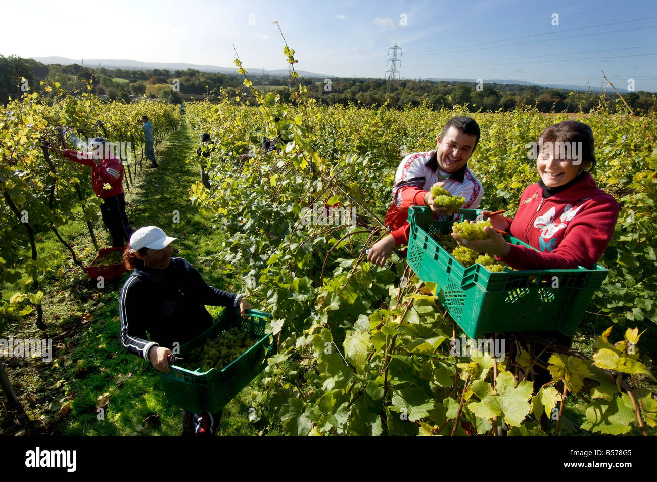 Lavoratori rumeni il raccolto il raccolto di uve in un inglese un vigneto in Sussex. Foto Stock