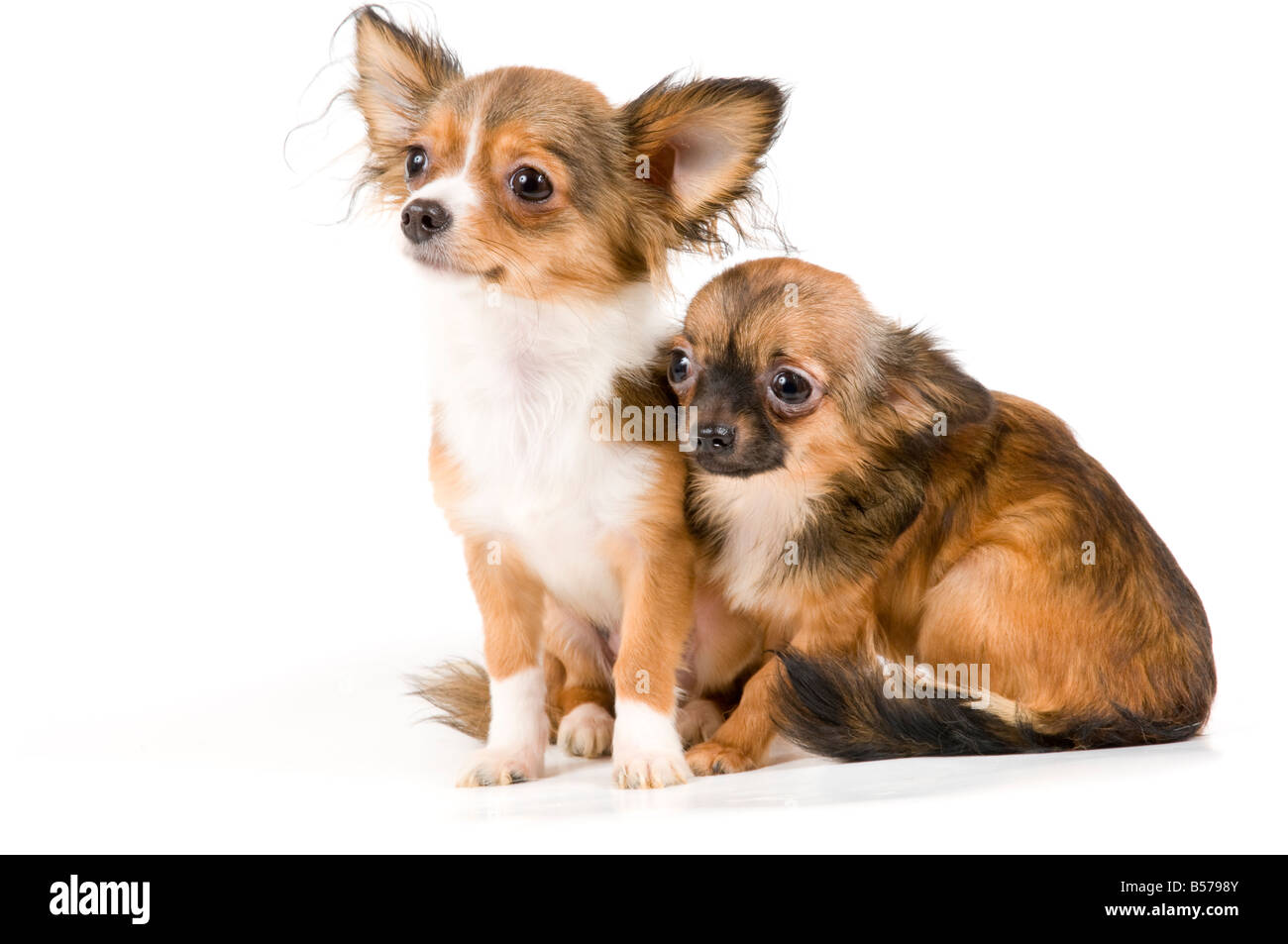 Cuccioli chihuahua in studio Foto Stock