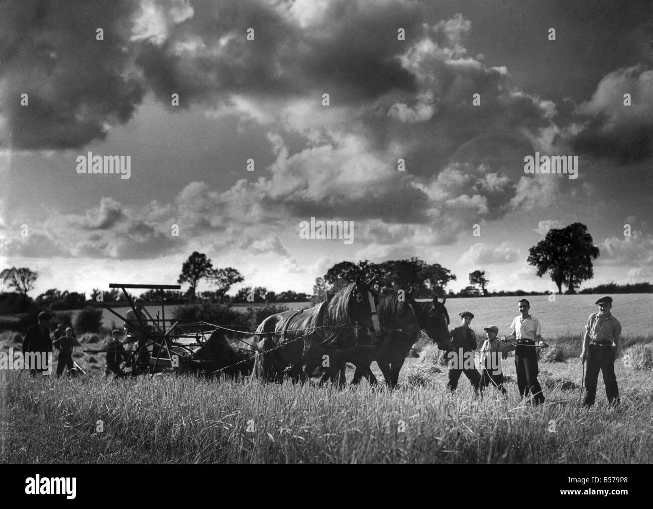 Agricoltura: raccolto su una farm di Norfolk, avvicinando alla fine di una buona giornata di lavoro in cornfield. Gennaio 1936 P004476 Foto Stock