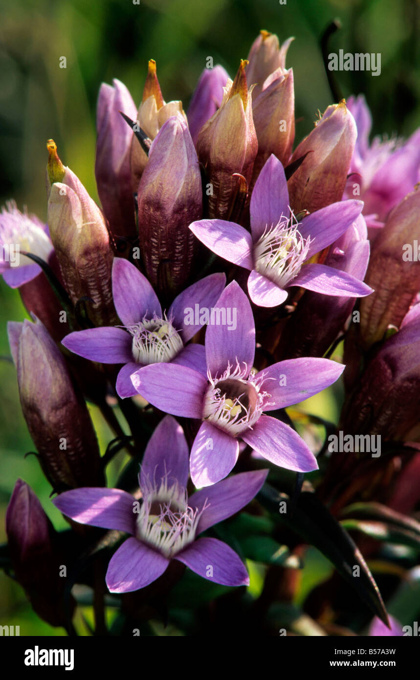 Chiltern Genziana Foto Stock