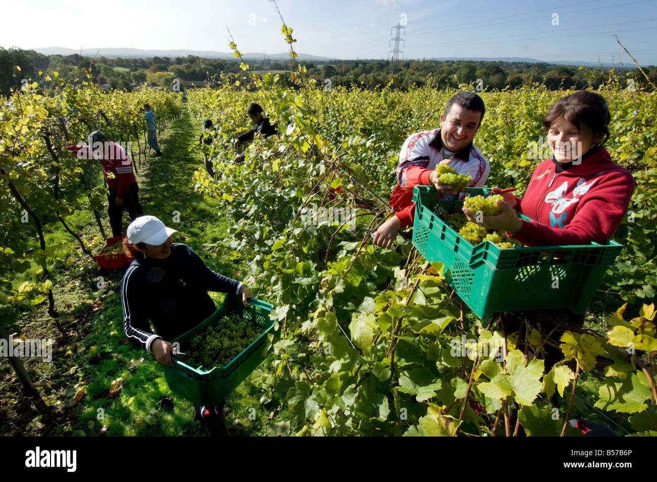 Lavoratori rumeni il raccolto il raccolto di uve in un inglese un vigneto in Sussex. Foto Stock