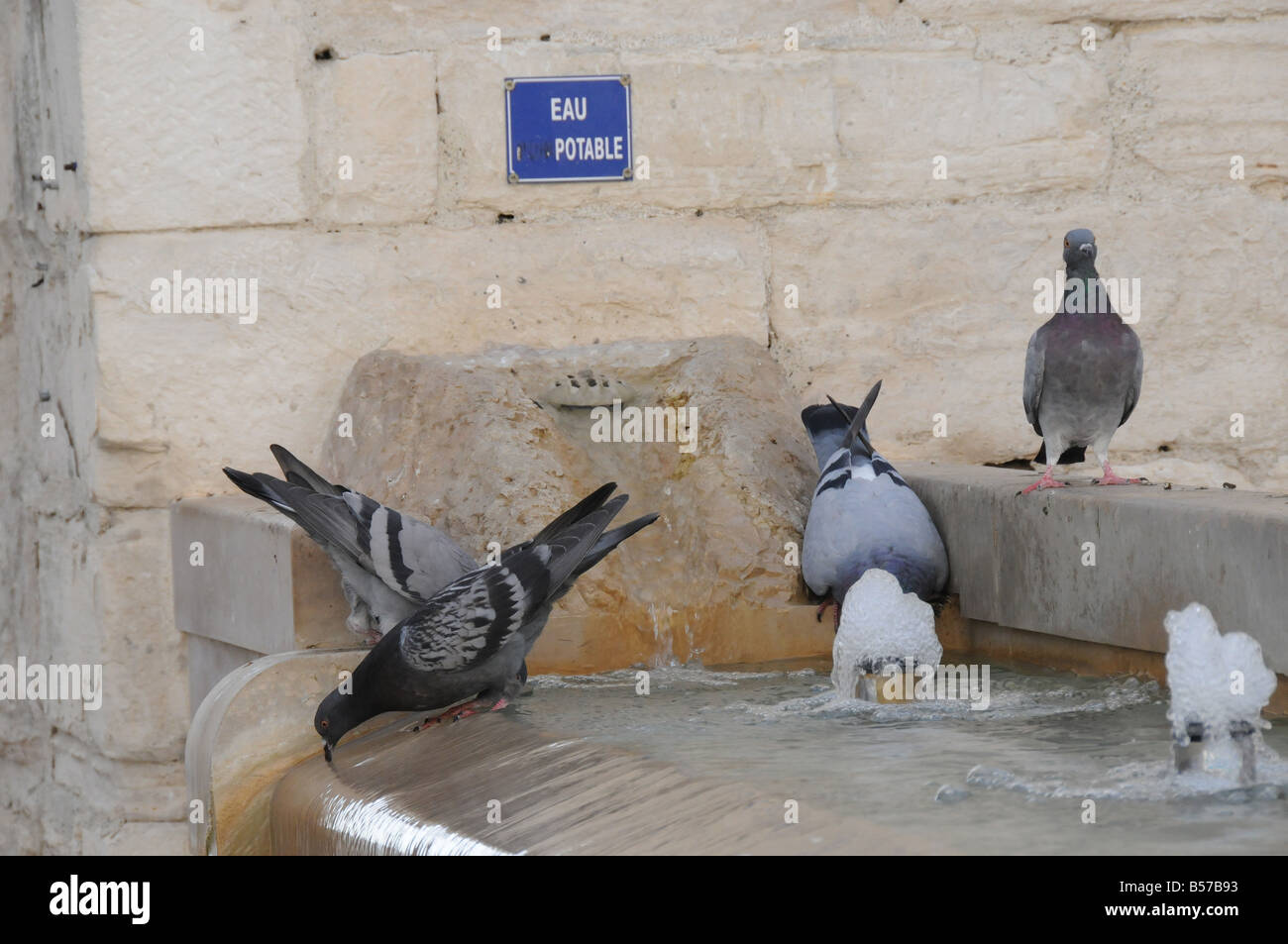 Piccioni approfittando del 'eau Potable ' nella fontana nel villaggio di Vézénobres nel sud della Francia. Foto Stock