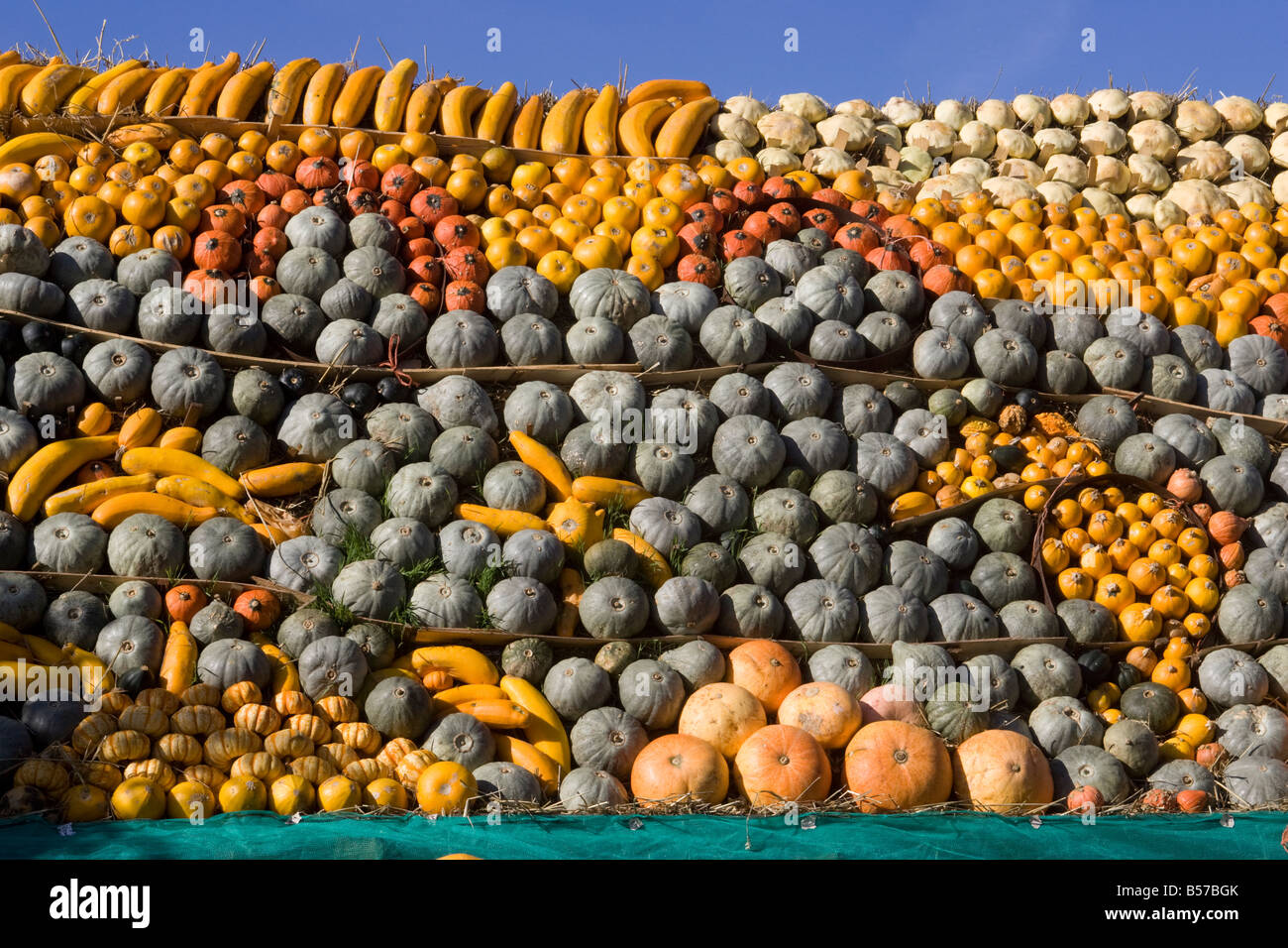 Un fantastico display di zucche Foto Stock