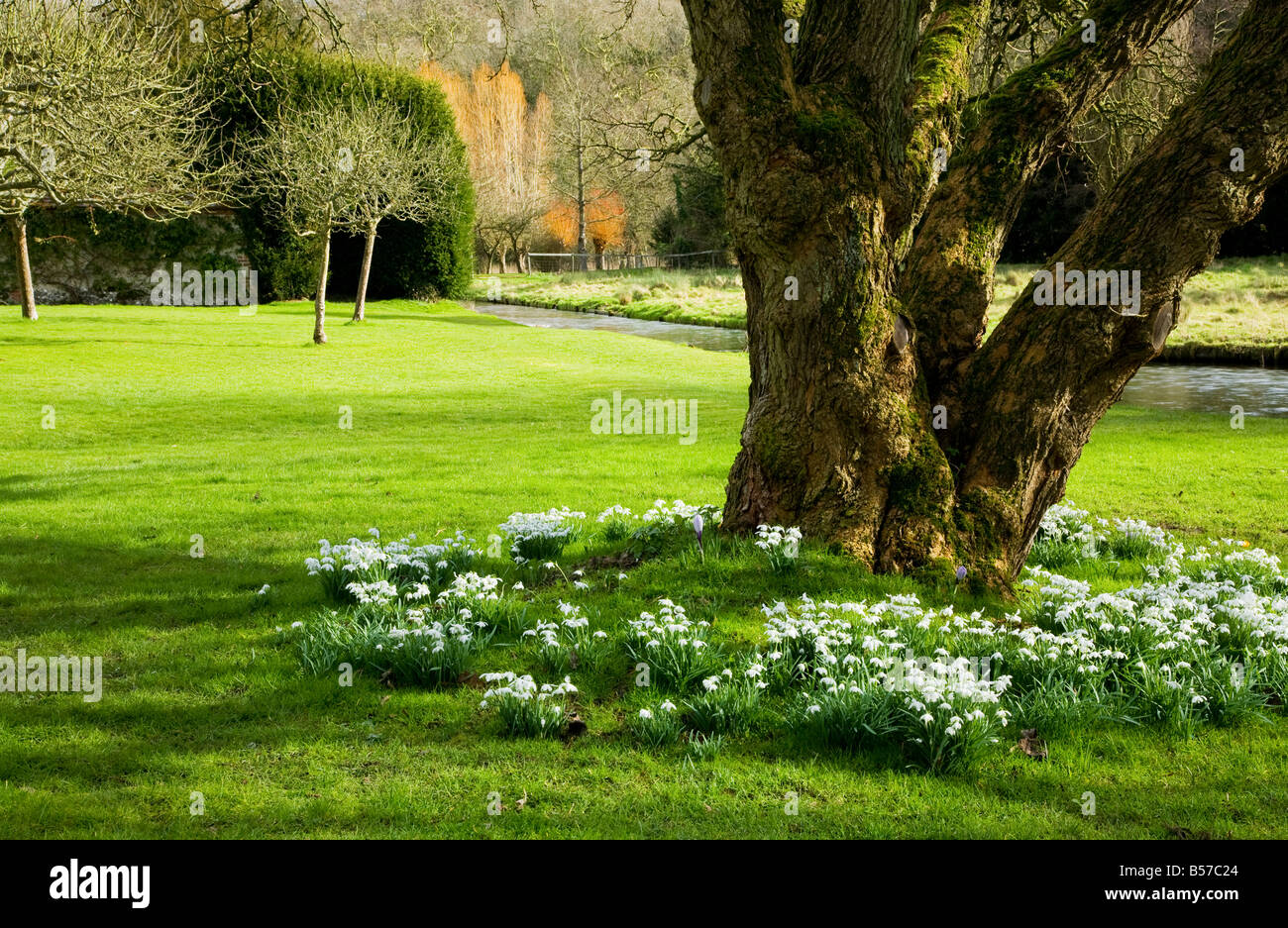 Bucaneve, Galanthus nivalis crescendo alla base di un albero nel prato di giardini Heale, Wiltshire, Inghilterra, Regno Unito. Foto Stock
