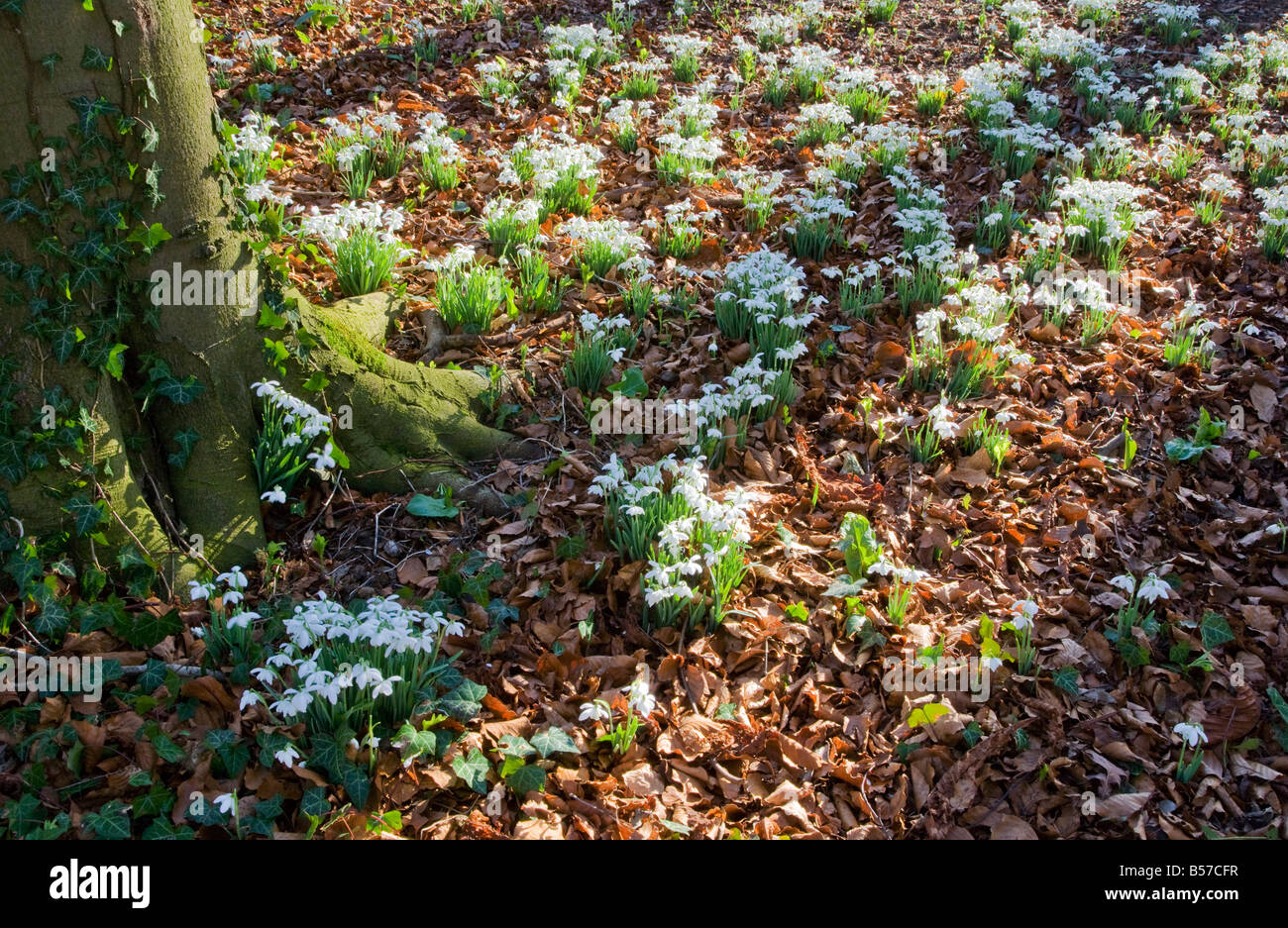 Bucaneve, Galanthus nivalis, crescendo alla base di un albero nel bosco in tardo inverno, primavera, Foto Stock