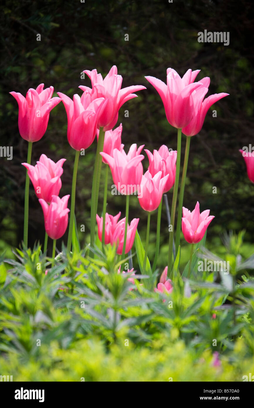 Tulipani rosa contro una siepe scura sullo sfondo Foto Stock