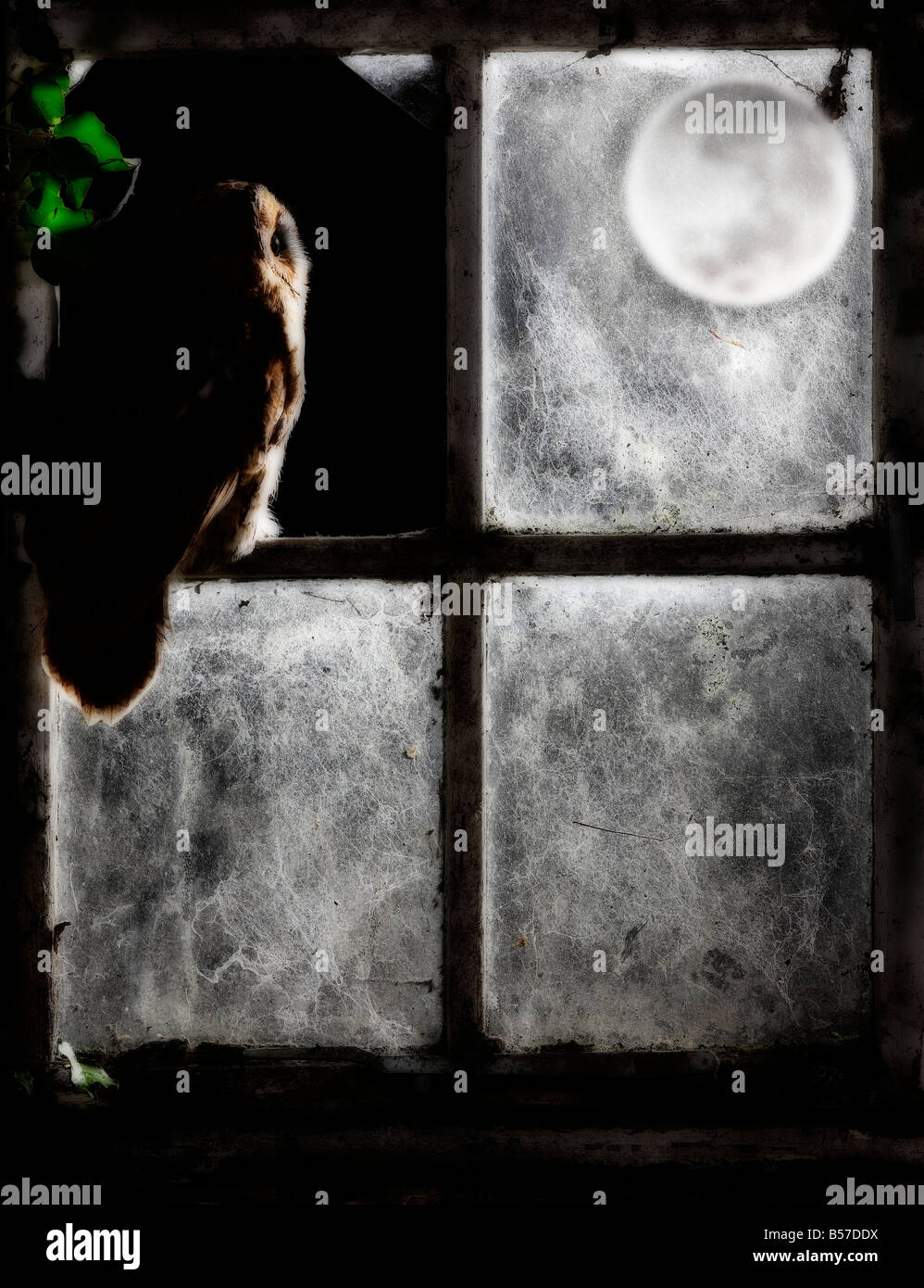 Allocco Strix aluco seduto nel vecchio capannone finestra guardando fuori con la luna Potton Bedfordshire Foto Stock