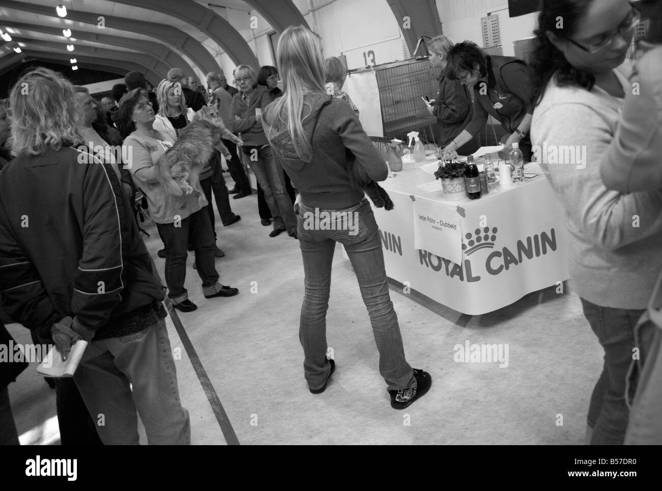 Dall international cat show di Höganäs, Svezia. Stampa in bianco e nero e leggermente granulosa. Per solo uso editoriale. Foto Stock