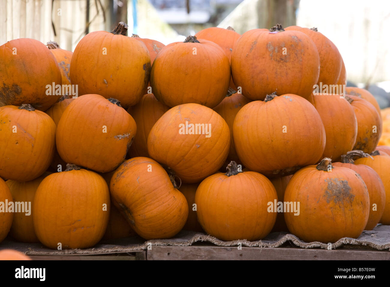 Un fantastico display di zucche Foto Stock