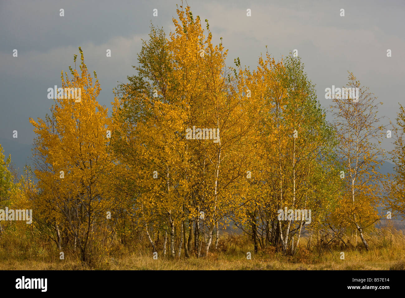 Argento betulle Betula pendula nel colore di autunno nelle montagne Gurghiulu autunno Romania Foto Stock