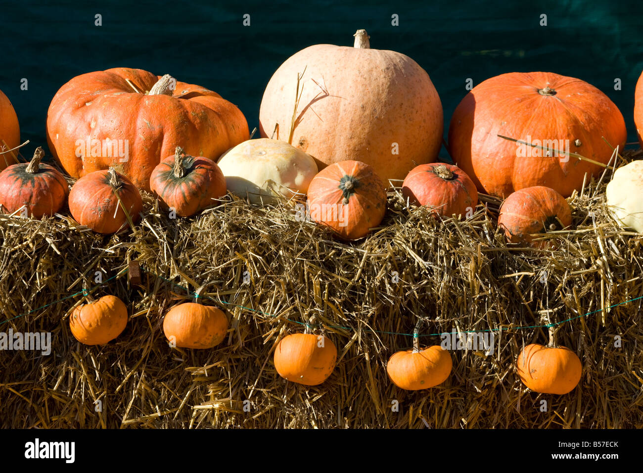 Visualizzazione di zucche Foto Stock