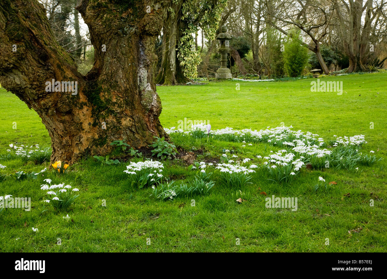 Bucaneve, Galanthus nivalis crescendo alla base di un albero nel prato di giardini Heale, Wiltshire, Inghilterra, Regno Unito. Foto Stock
