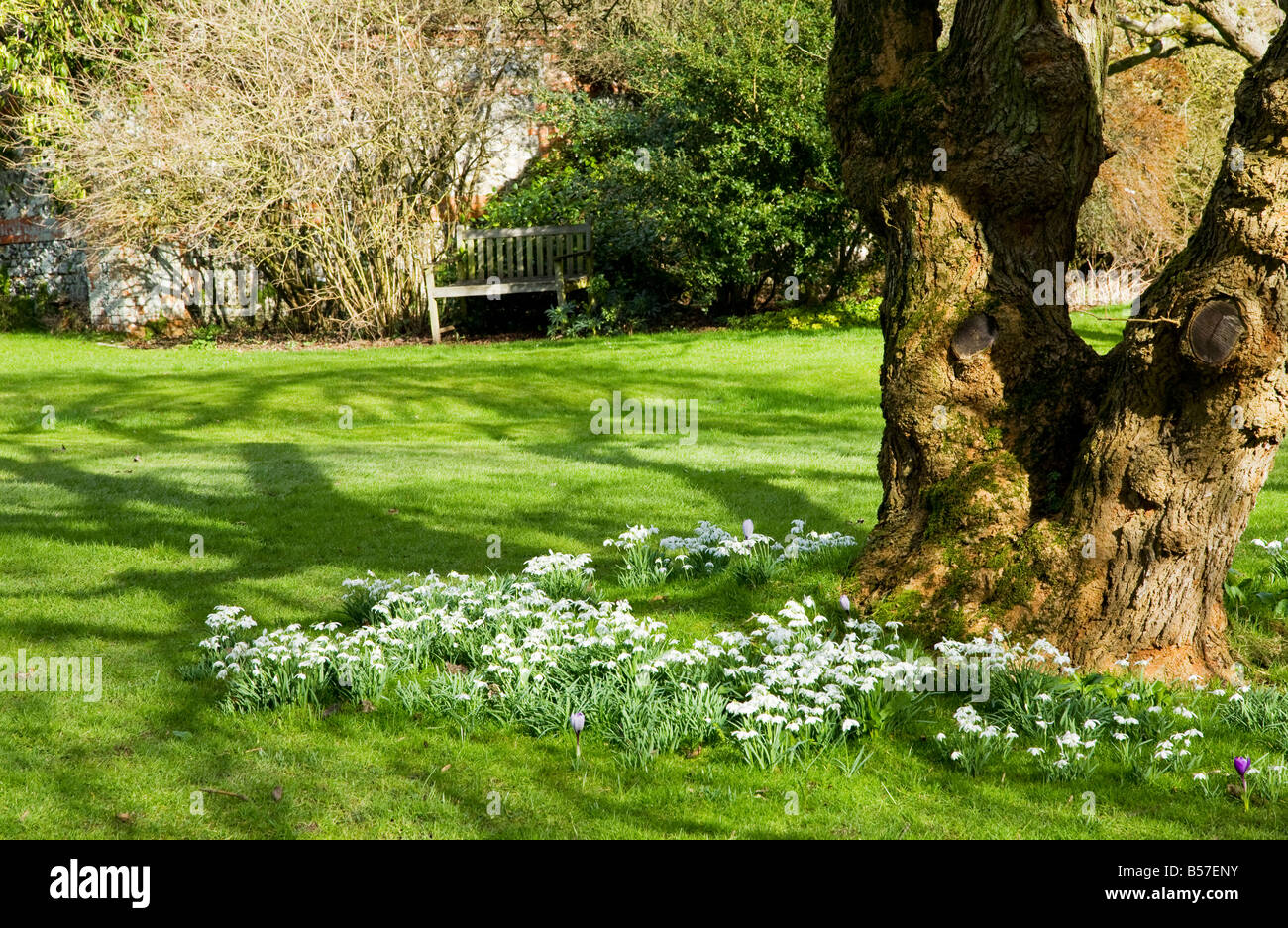 Bucaneve, Galanthus nivalis crescendo alla base di un albero nel prato di giardini Heale, Wiltshire, Inghilterra, Regno Unito. Foto Stock