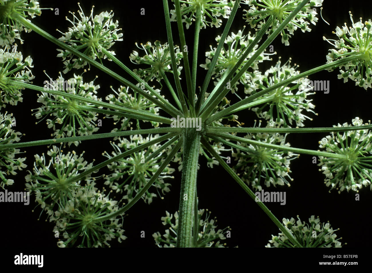 La cicuta, veleno la cicuta (Conium maculatum), fioritura testa come visto dal di sotto Foto Stock