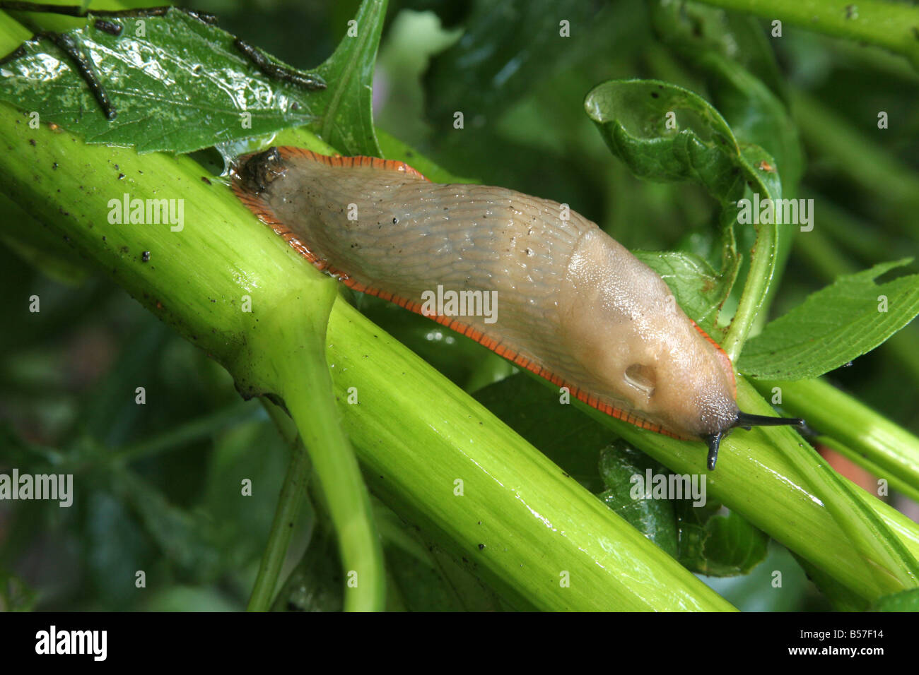 Campo Slug (Deroceras sp.) su una dalia Foto Stock