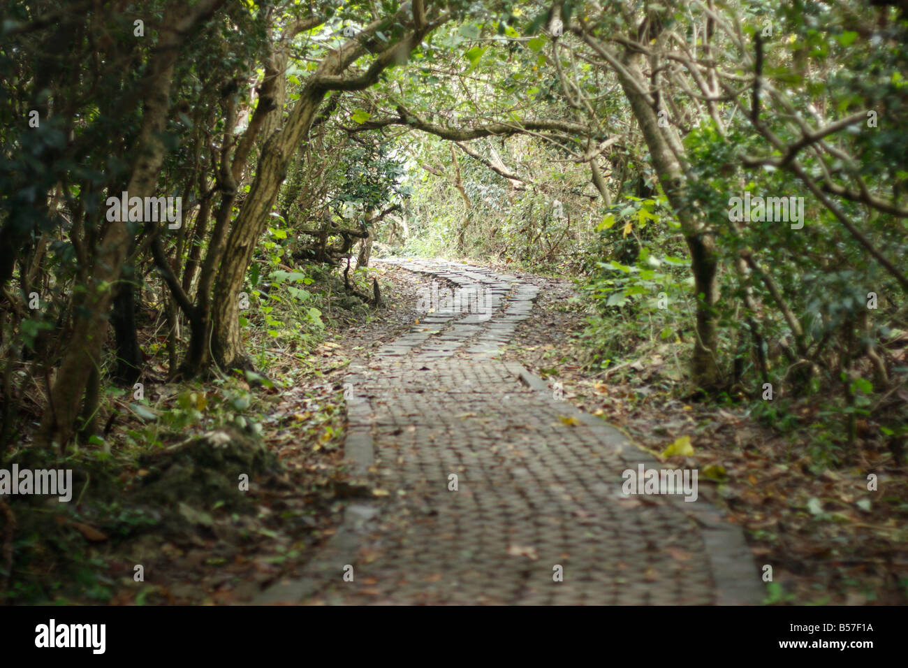 Il sentiero attraverso la foresta tropicale. Foto Stock