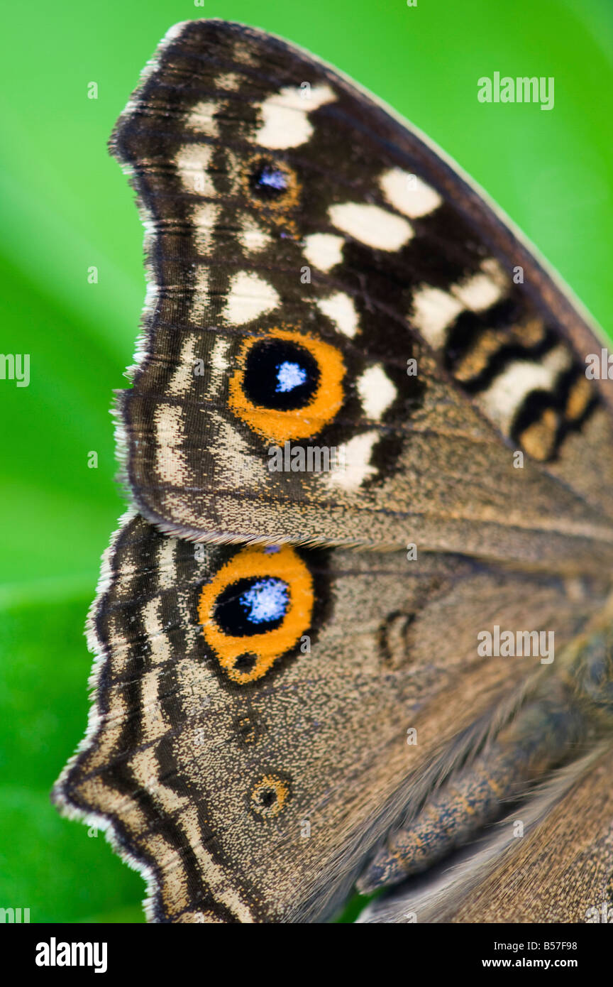 Limone Pansy ala di farfalla astratta. Andhra Pradesh, India Foto Stock