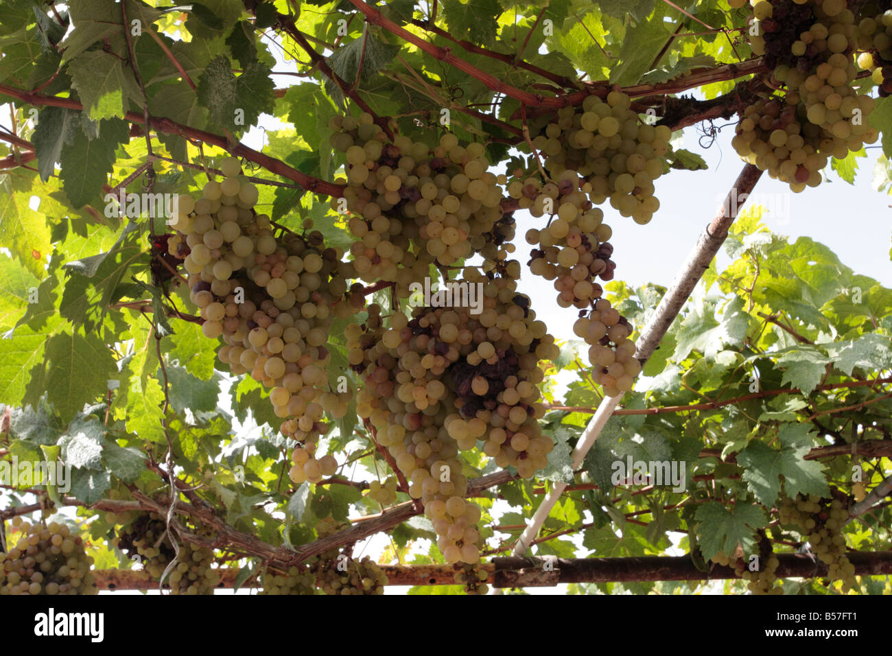 Listan Blanco uva in una vigna nei pressi di Cueva del Viento in Tenerife Canarie Spagna Foto Stock