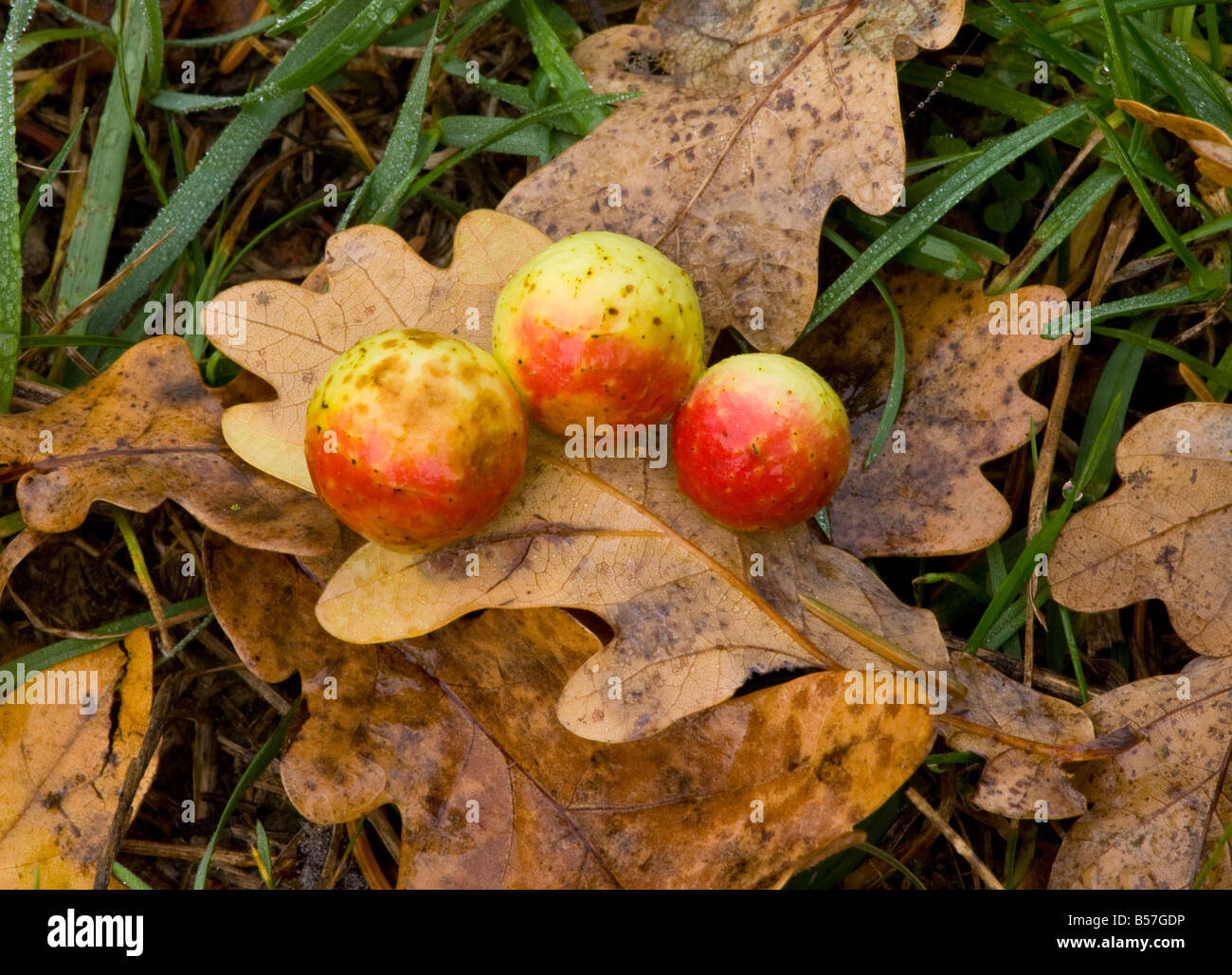 La ciliegia galli causato da un gall wasp Cynips quercusifolii su foglie di quercia in autunno Foto Stock