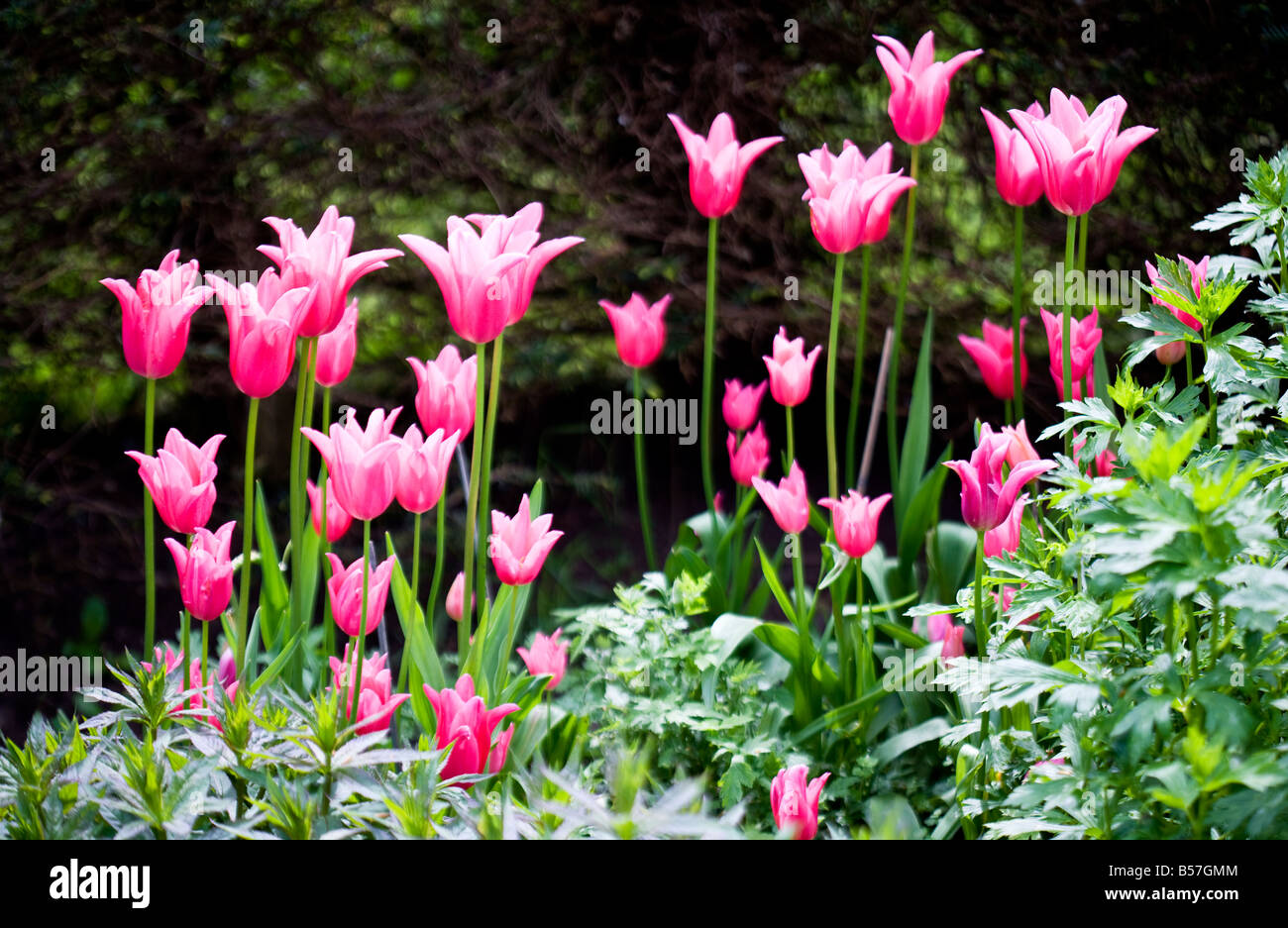 Tulipani rosa contro una siepe scura sullo sfondo Foto Stock