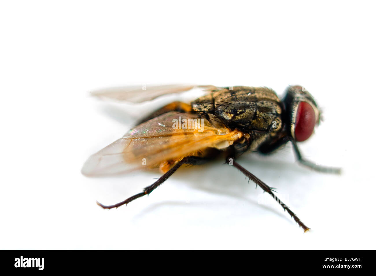 Close up di una mosca isolato su bianco Foto Stock