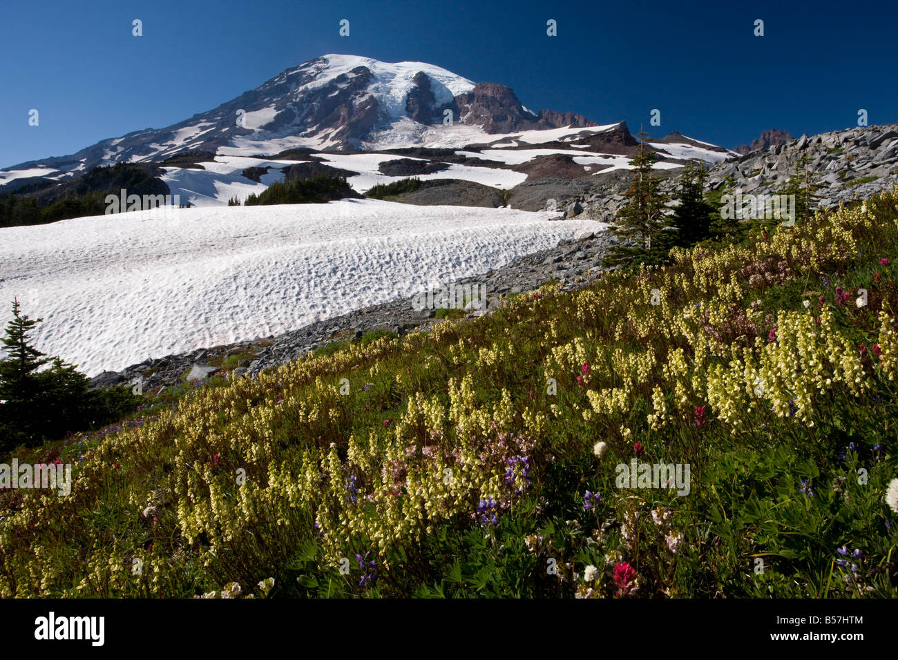 Alta prati fioriti dominato dal becco a spirale lousewort Pedicularis contorta var contorta sul Monte Rainier Cascade Mountains Foto Stock