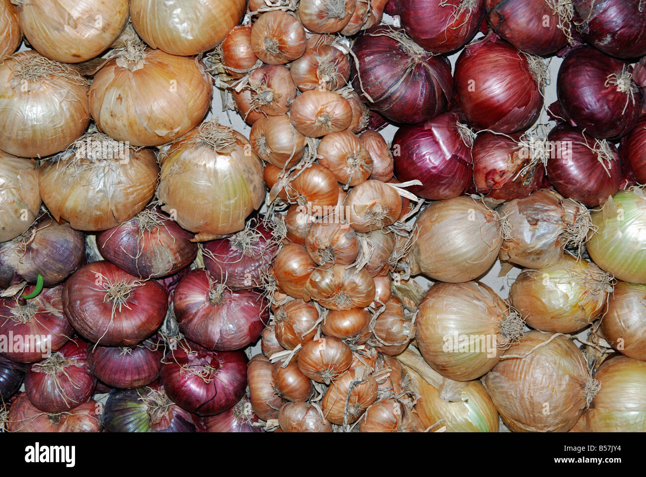 Un display di diversi tipi di cipolla Foto Stock