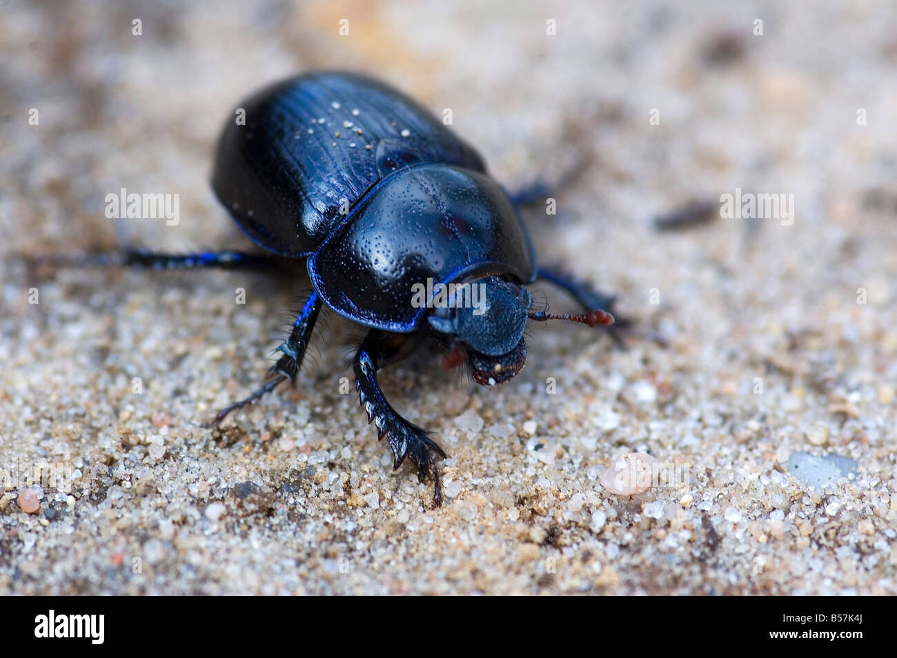 Blu dal naso sanguinante beetle seduto su rocce sabbiose macro immagine con DOF poco profondo Foto Stock
