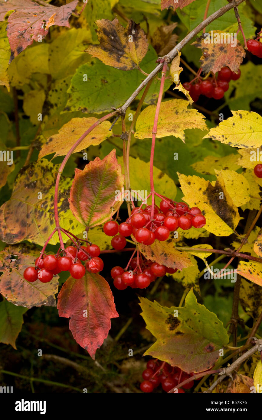 Rosa viburno Viburnum opulus nella frutta Gurghiulu montagne autunno Romania Foto Stock