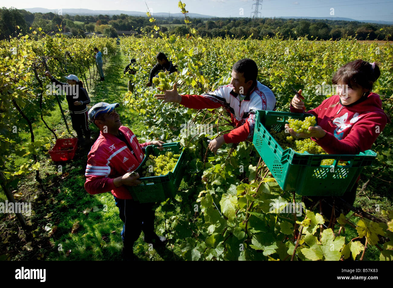 Lavoratori rumeni il raccolto il raccolto di uve in un inglese un vigneto in Sussex. Foto Stock