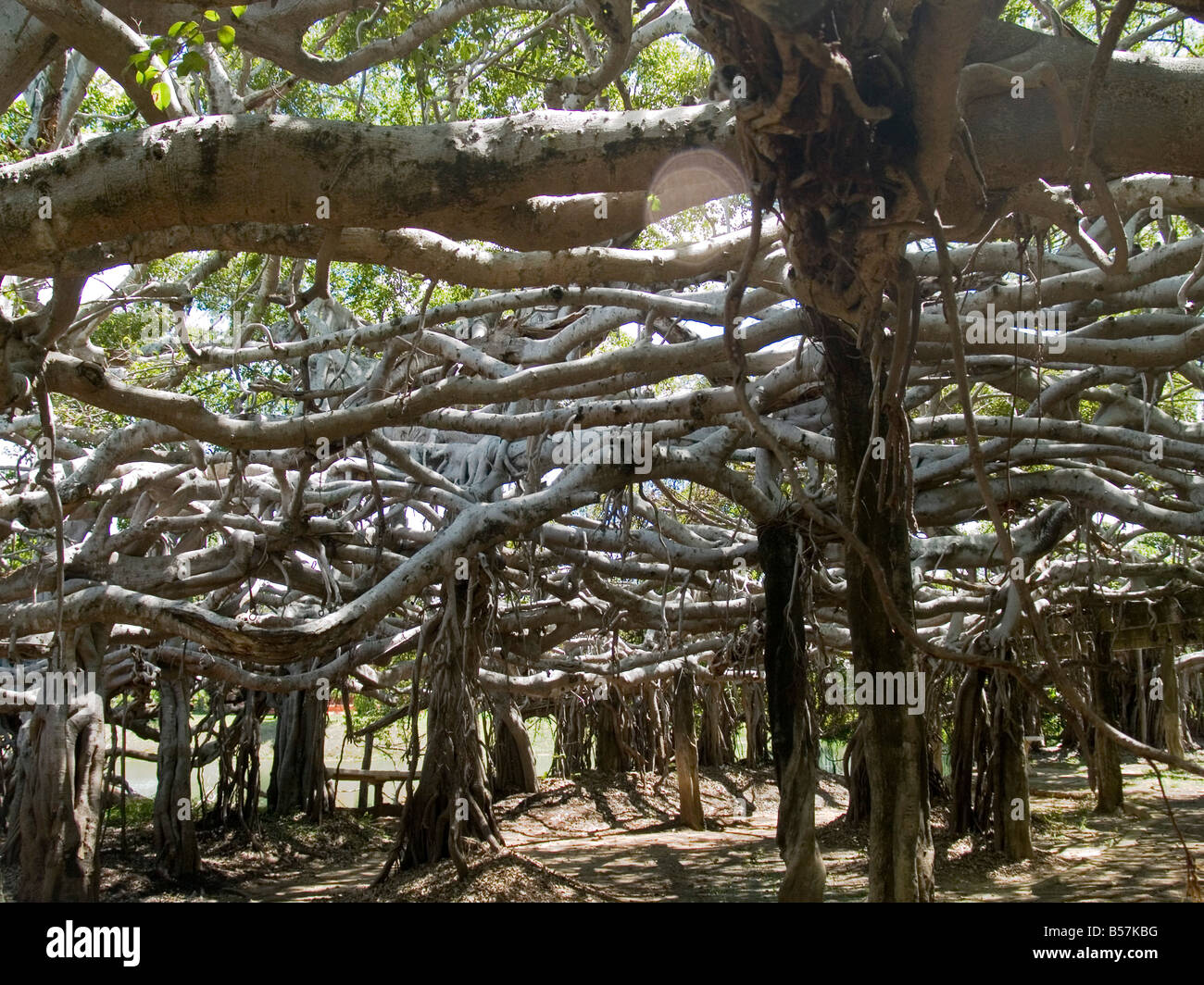 Sai Ngam è il più grande e il più antico banyan tree in Thailandia Foto Stock