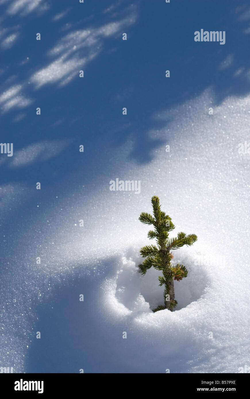 Vertice di prua, il Parco Nazionale di Banff, Alberta, Canada, America del Nord Foto Stock