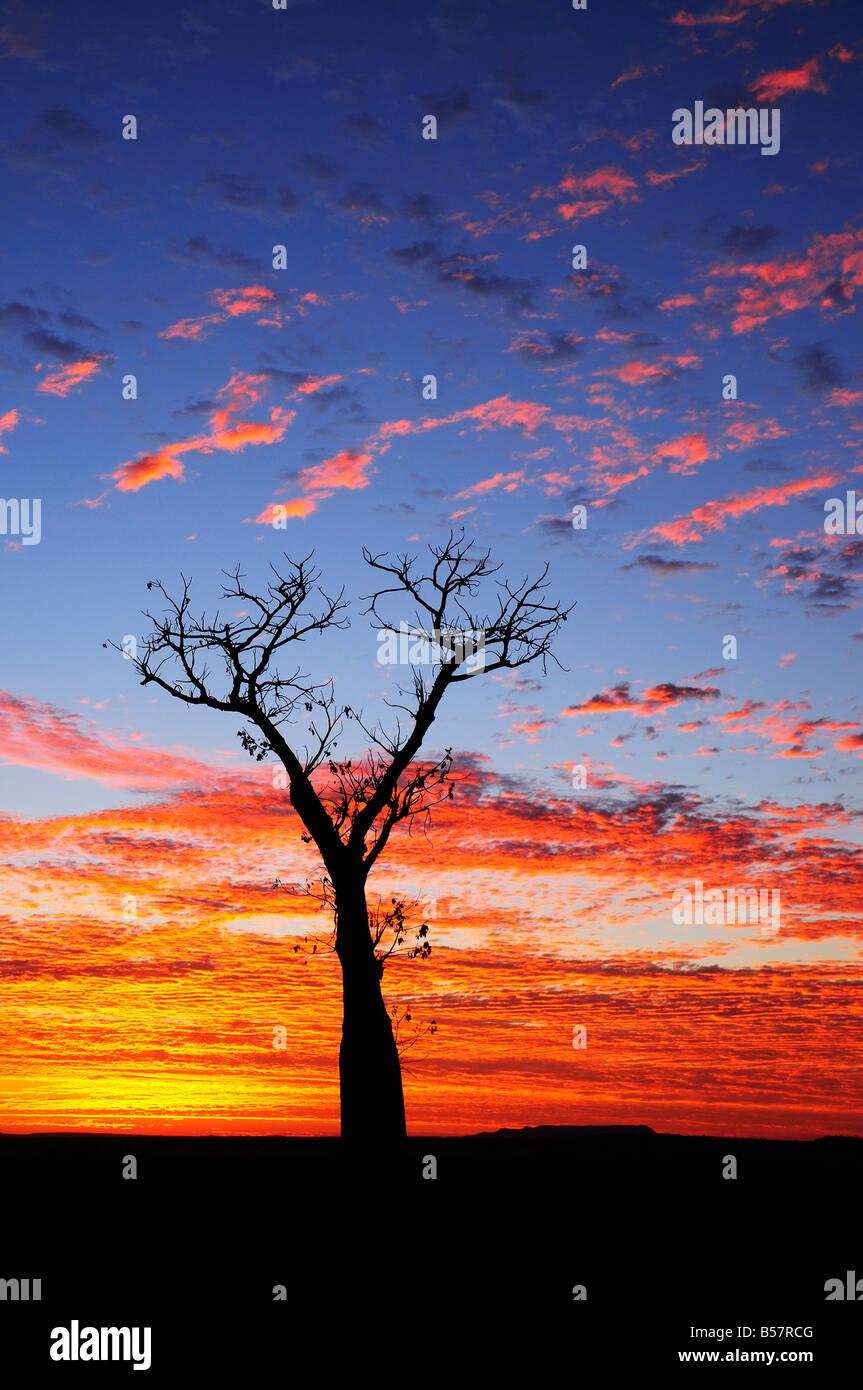 Boab tree di sunrise, Kimberley, Australia occidentale, Australia Pacific Foto Stock
