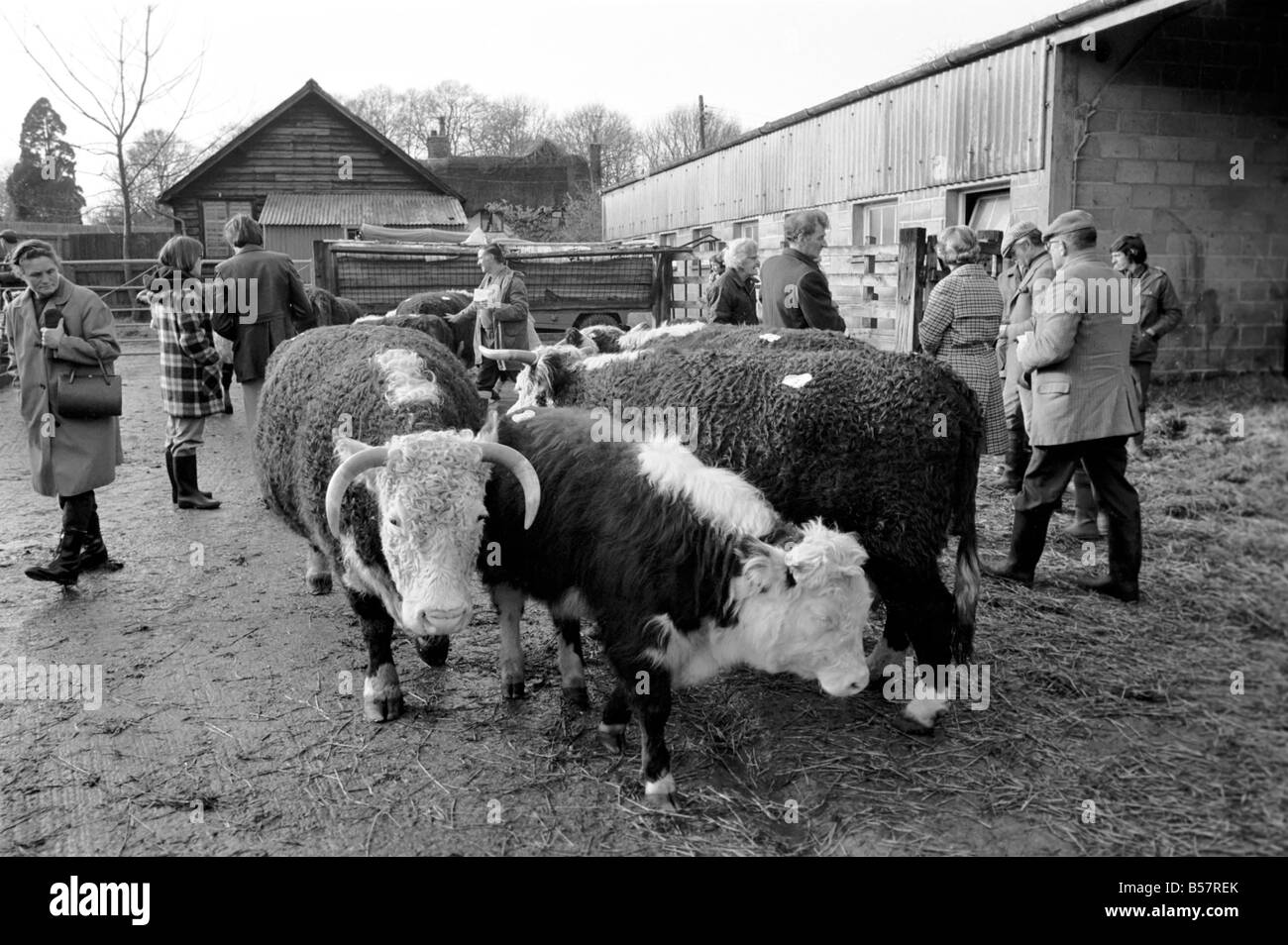 Signore Avon, ex Primo Ministro britannico Anthony Eden, alla vendita di capi di bestiame di Manor Farm vicino a Salisbury, Wiltshire. Asta del suo famoso Alvediston mandria di pedigree Hereford bestiame. ;Gennaio 1975 ;75-00455-010 Foto Stock